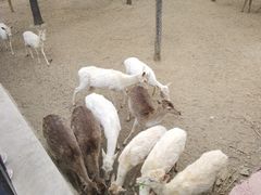 -石家庄市动物园