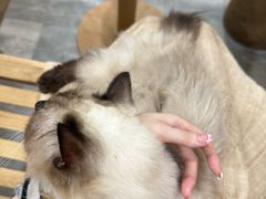 -楼上猫咖(罗湖店)