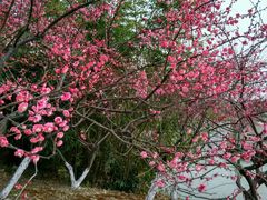 -白塘生态植物园