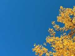 -野鸭湖国家湿地公园