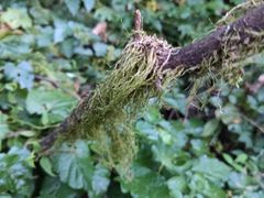 -武陵山森林公园