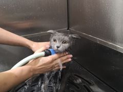 -Pets First伊珊娜洗护·精致美容·家庭式寄养(新会路店)