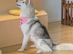 -Husky Go! 哈士奇体验馆·宠物咖啡厅狗咖