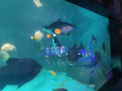 -烟台海昌鲸鲨海洋公园