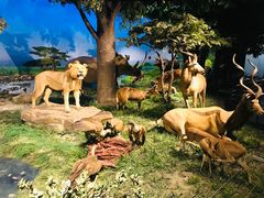 -国家自然博物馆