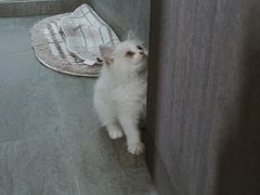 -Bastet sally猫舍购宠(静安店)