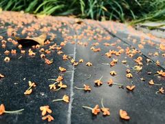 -西湖外事游船(花港观鱼码头)