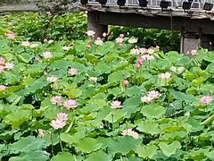 -荔湾湖公园