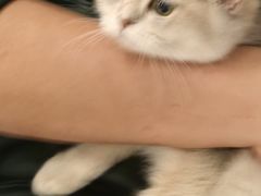 -飞行喵MR PILOT|猫舍·猫咖(静安大融城店)