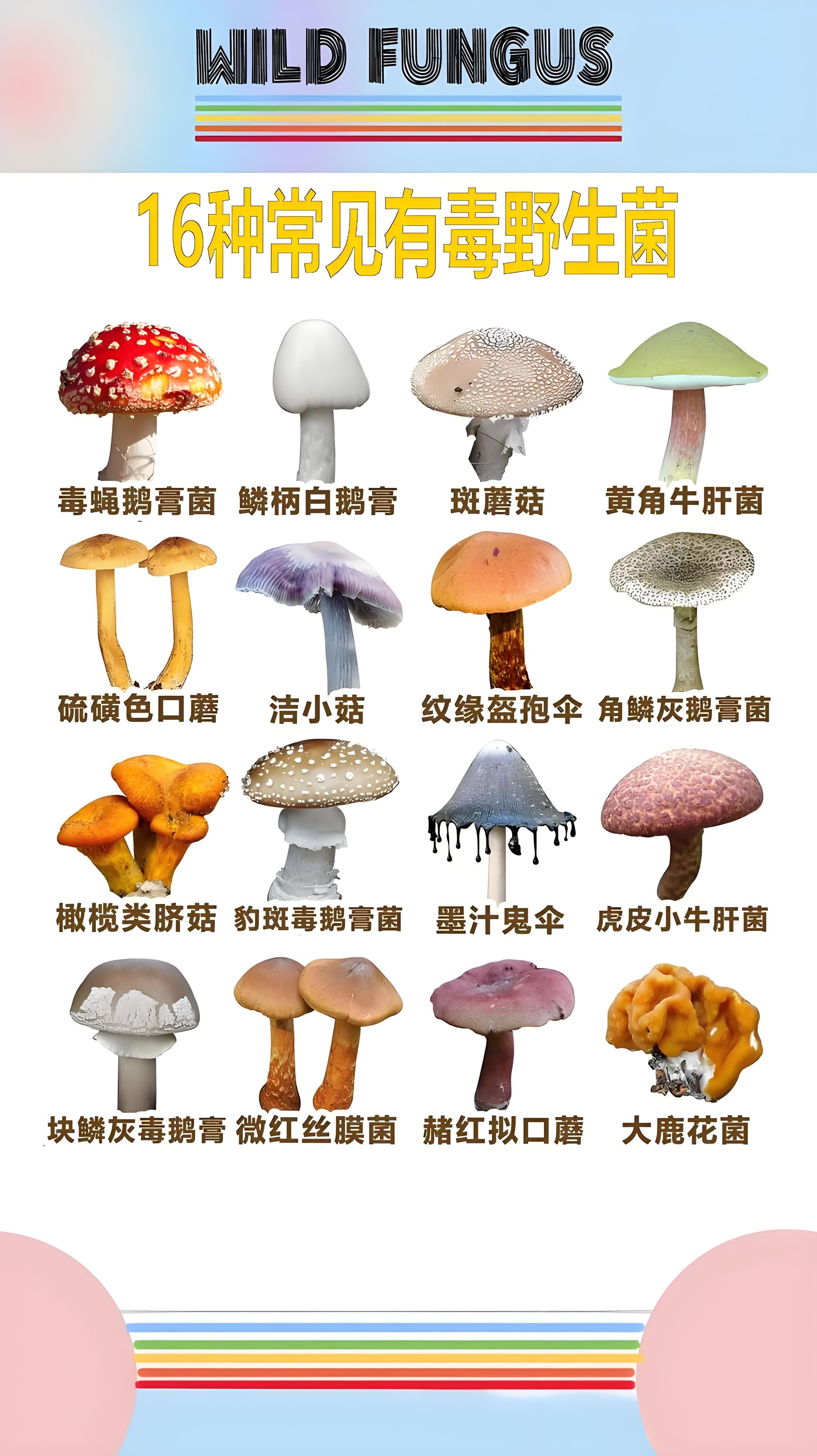 100种毒蘑菇图片图片