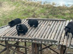 -黑瞎子岛探秘野熊园