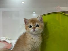 -青奢宠物·青奢猫舍