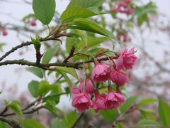樱花-天适樱花悠乐园