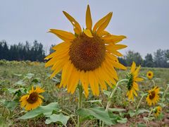 -汉长安城未央宫国家考古遗址公园