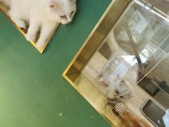 -飞行喵MR PILOT|猫舍·猫咖(静安大融城店)