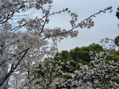 -新虹桥中心花园