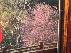 -九鲤湖风景区