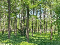 -黑龙江省森林植物园