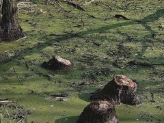 -西湖风景区-江洋畈生态公园