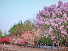 -大兴滨河森林公园