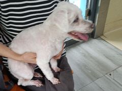 -爱侣宠医·鹦鹉专科·小型哺乳类·异宠专科(灵石路店)