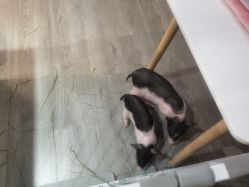 -Moni星球萌宠·小马宝莉·灵蛇·高端高阶全萌宠互动体验俱乐部(红豆国际广场店)