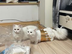 -宠爱国际动物医院· 猫科· 外科·中兽医(长白店)