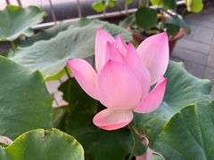 -莲花池公园