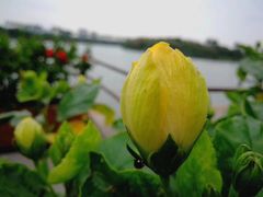-东莞植物园