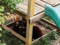 -青藏高原野生动物园