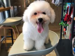 -八公叔叔宠物美容连锁(春申店)