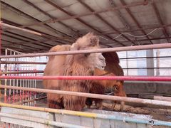 -南宫五洲植物乐园