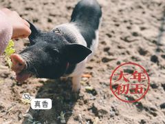 -前小桔亲子创意农场·草莓采摘·露营烧烤