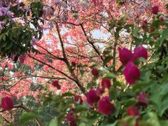 -东莞植物园