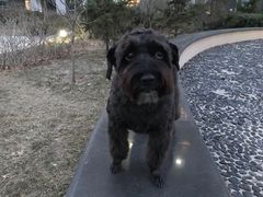 -熊小胖宠物生活馆(天华园店)