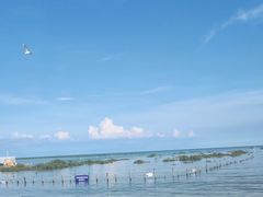 -红树林天天赶海