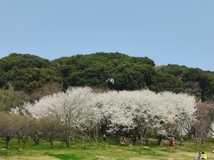 -苏州上方山国家森林公园