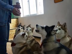 -Husky Go! 哈士奇体验馆·宠物咖啡厅狗咖