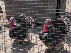 -前小桔亲子创意农场·草莓采摘·露营烧烤