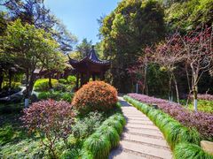 -十八棵（老龙井）御茶园(老龙井店)
