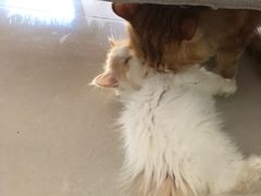 -平行世界·猫咖(首经贸店)