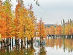 -白鹭湾湿地公园