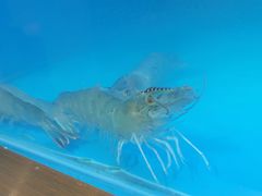 -邹开喜·炭炉鸡煲·海鲜火锅(虹口足球场店)