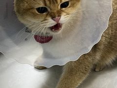 -中农国际动物医院24小时·猫科·骨科·急重症中心