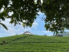 -帐篷客·溪龙茶谷度假酒店