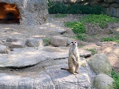 -上海野生动物园