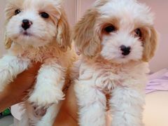 -翊宠yipet猫狗购宠庄园犬舍•猫舍