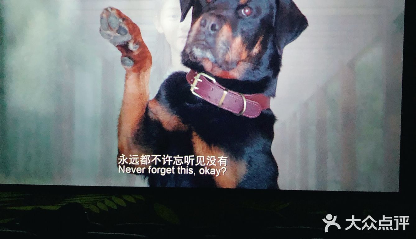 因为家里养宠物的原因，所以特别喜爱小动物