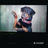 因为家里养宠物的原因，所以特别喜爱小动物