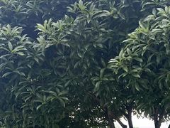 -金水泊山庄·花椒鸡(铁山坪店)
